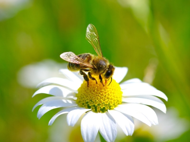 pyrethrins may be harmful to pollinator insect populations that help humans produce food like bees
