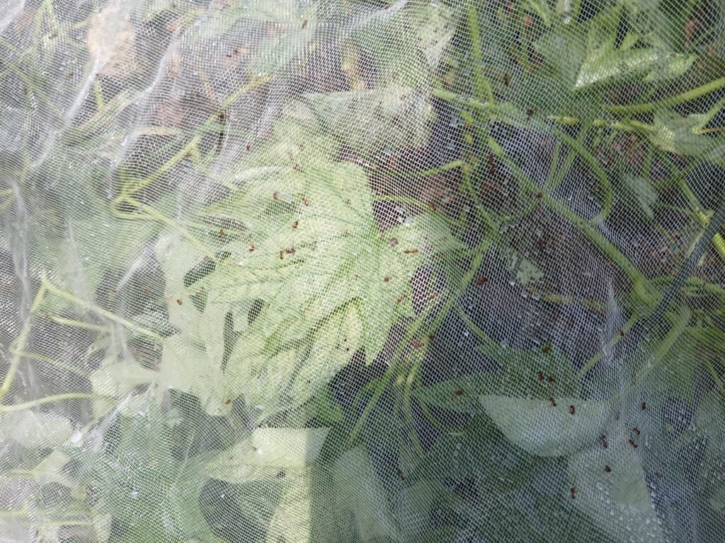 natural ant killer spray removes summer ants from raised bed garden