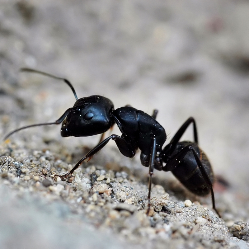 Summer Ants Are Upon Us: What to Watch For
