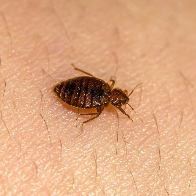 a bed bug (cimex lectularius) crawls on a person's skin