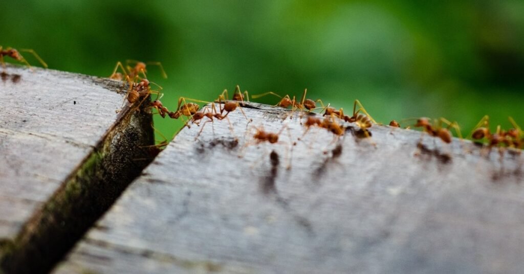 summer ant infestations increase with hot weather