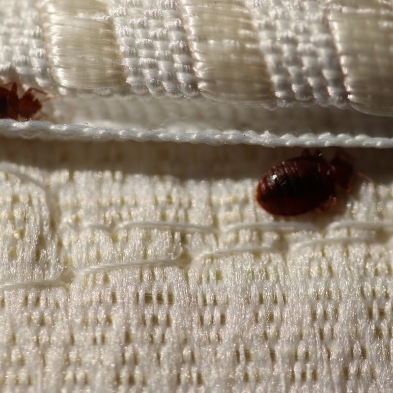 bed bugs hide in the seams of the mattress and bed frame