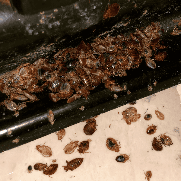 bad bed bug infestation as young nymphs hide in the corner of a bed frame