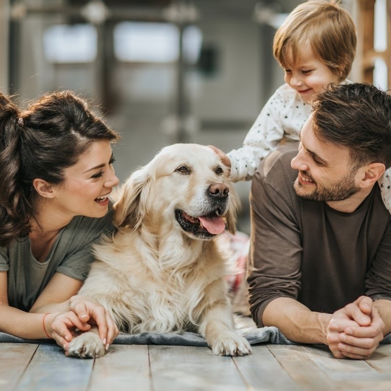 a jovial family in bed safely with their kids and pet dog