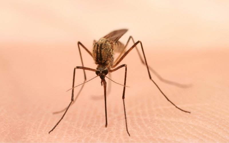 a mosquito bites a person's skin and sucks blood