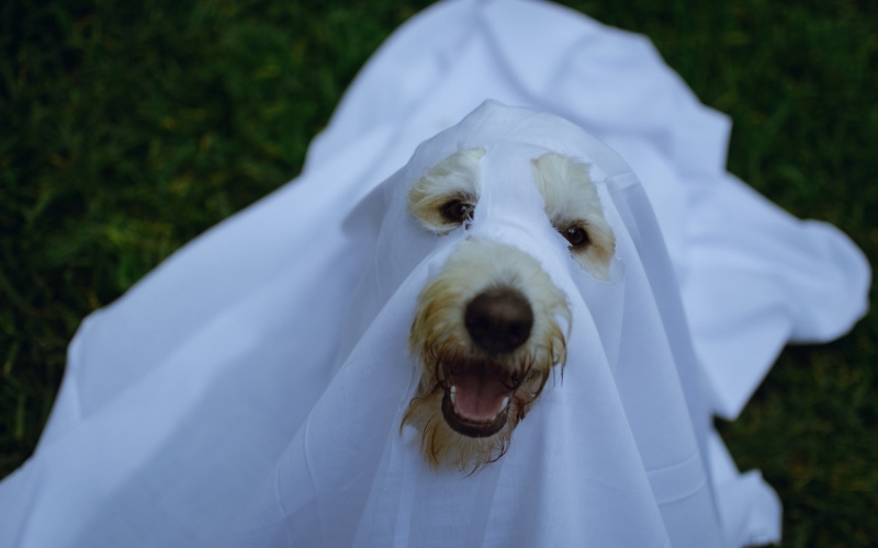 dog dressed up as a ghost for Halloween