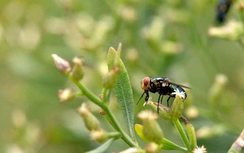 Four New Notorious Invasive Pests in the US and Why They’re Spreading