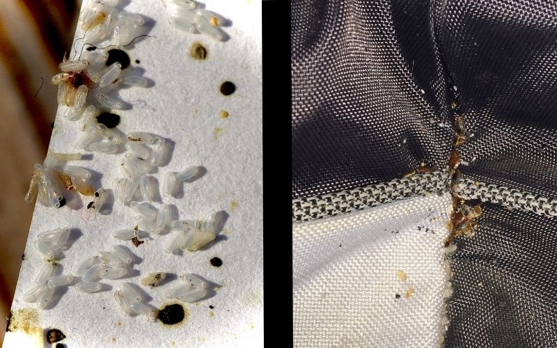 bed bugs and their eggs in the cracks of a couch sofa chair