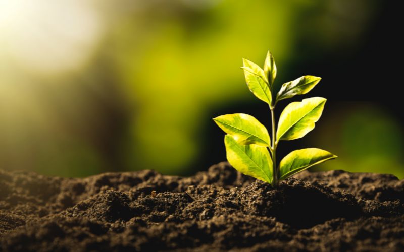 avoiding the side effects of regular insecticides and pest repellent products