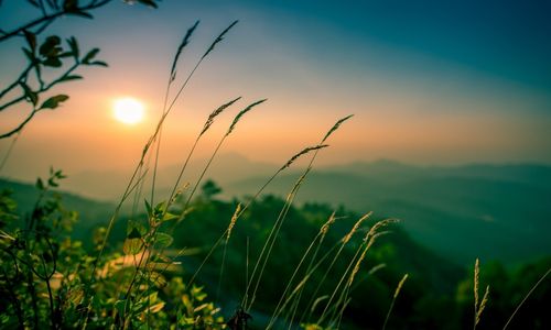 natural active ingredients that are effective against home pest insect populations