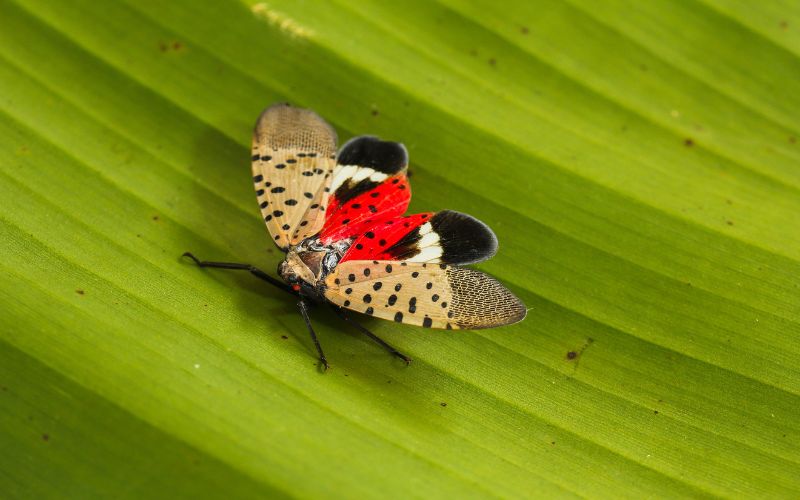 spotted lantern fly invasion of US