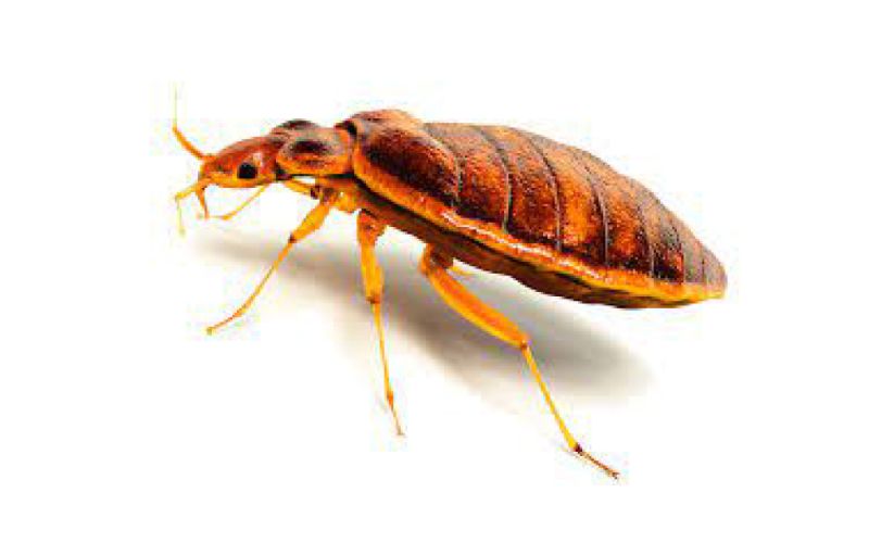 what do bed bugs look like