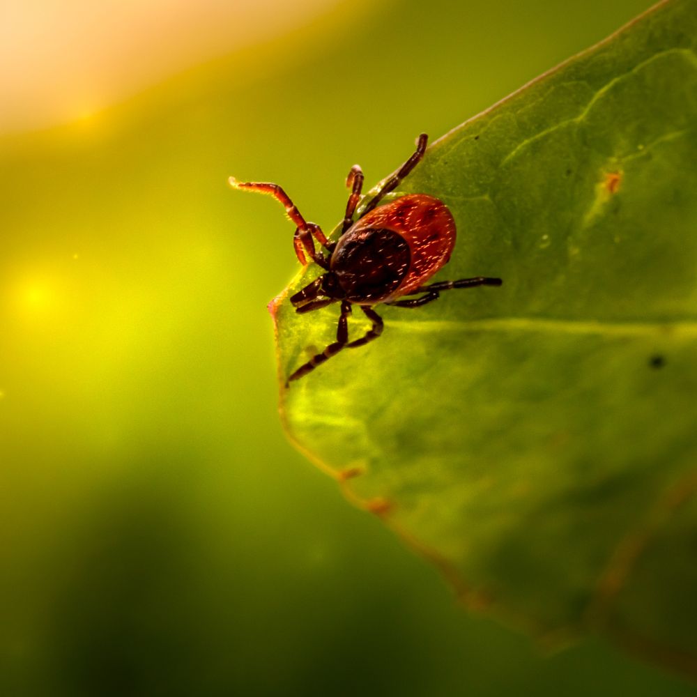 Four New Notorious Invasive Pests in the US and Why They’re Spreading