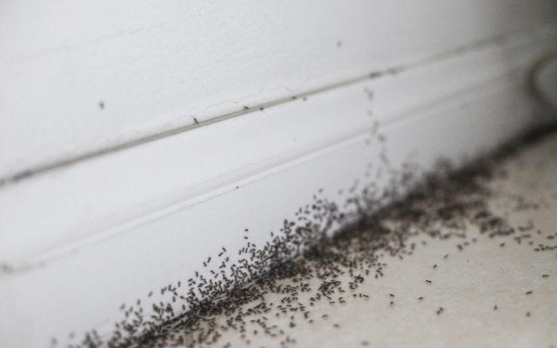 First Steps: Identifying the Infestation