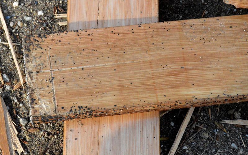 Guía para identificar excrementos de chinches y excrementos de rata