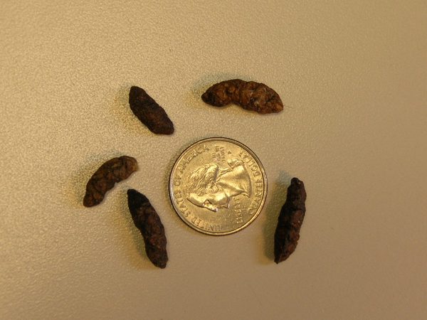 Diferencia entre excremento de raton y chinches en hogares de USA